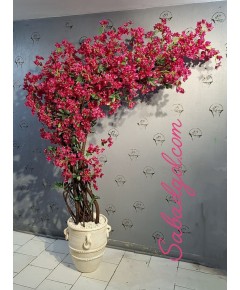 درخت گل کاغذی
